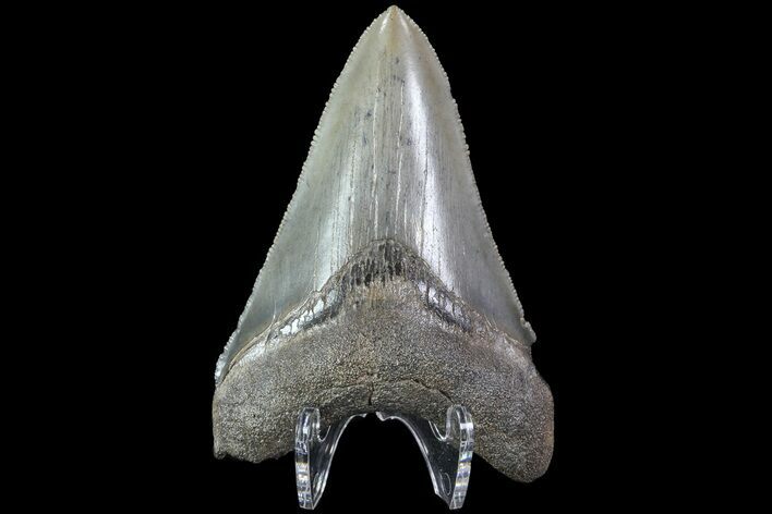 Serrated, Fossil Megalodon Tooth - Georgia #83941